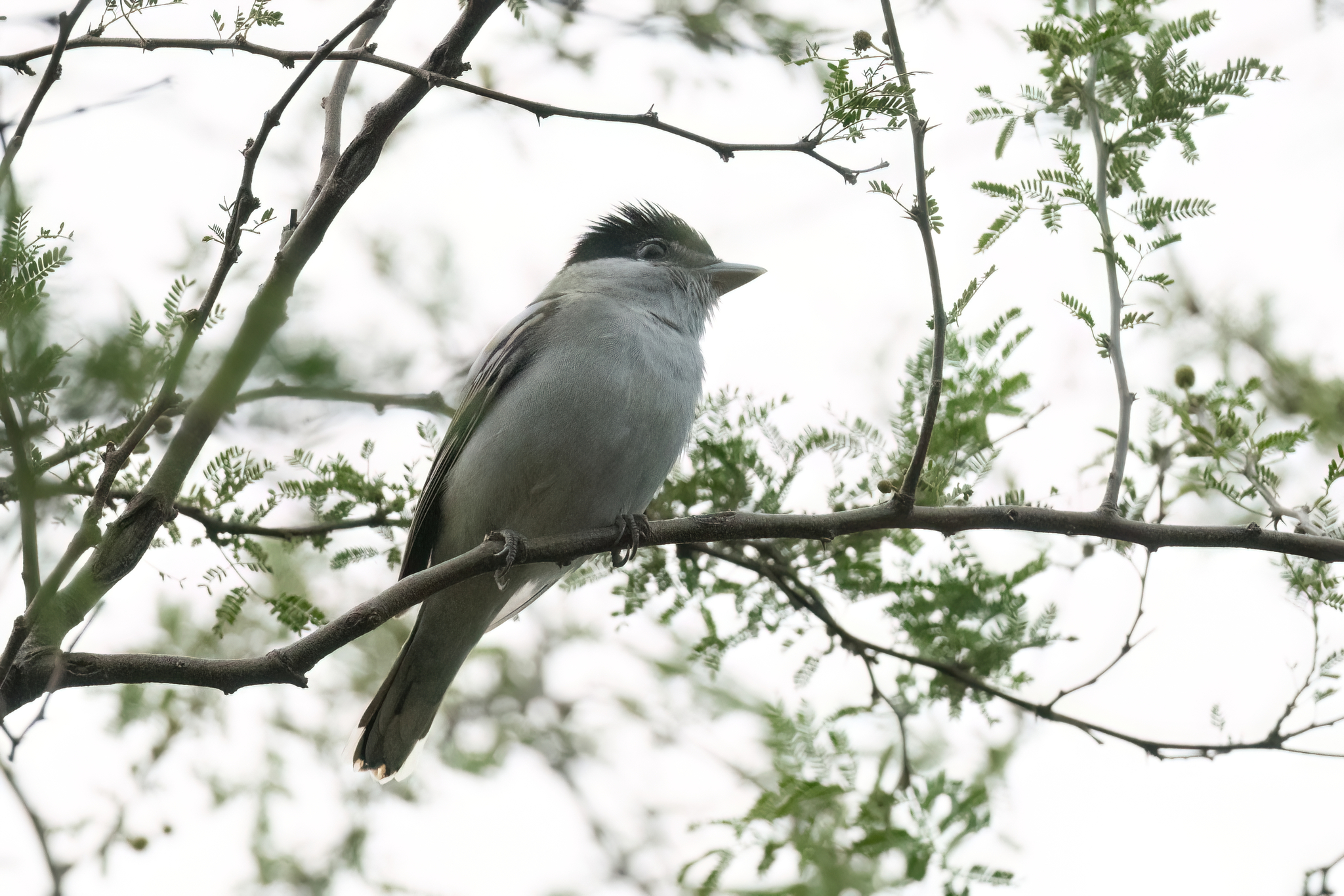 Grey-collared Becard (Pachyramphus major), photo 3