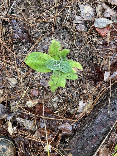 Arnica acaulis, photograph 1