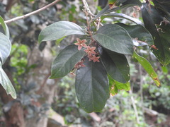 Sterculia lanceolata
