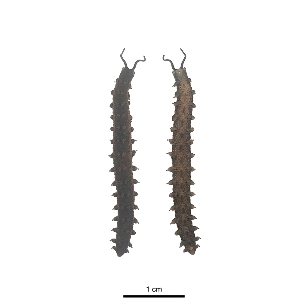 Phallocephale tallagandensis