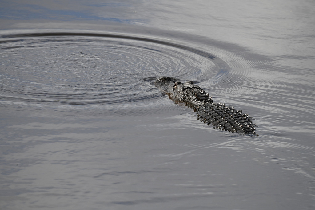 American Alligator from Sarasota County, FL, USA on November 10, 2023 ...