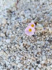 Linanthus bellus