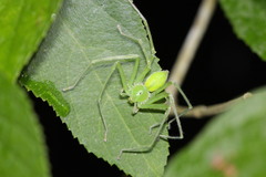 Gnathopalystes taiwanensis