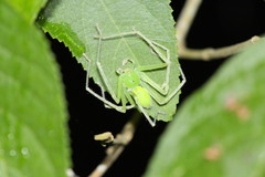 Gnathopalystes taiwanensis