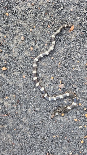 Eastern Bandy Bandy sighting