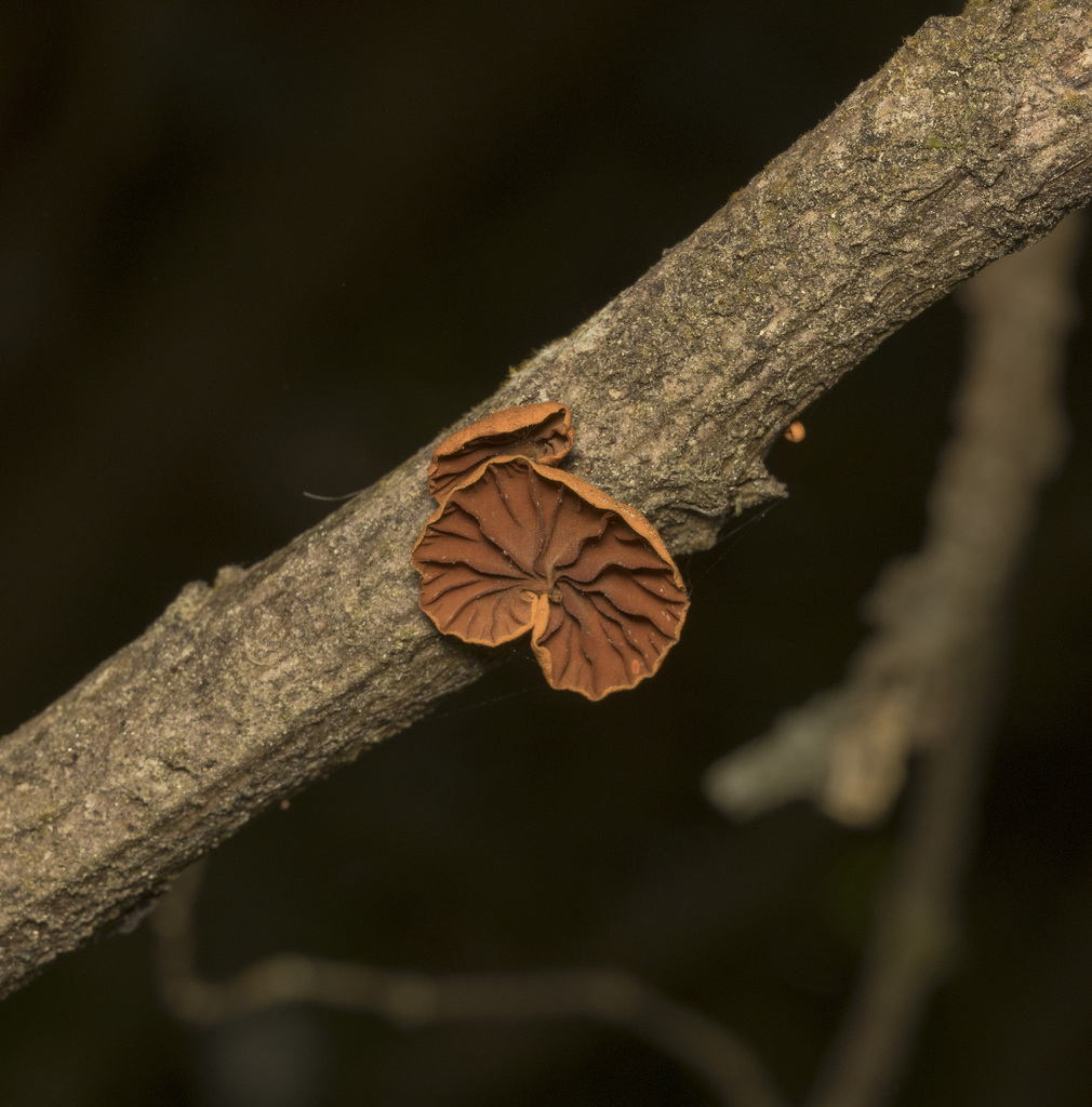 Anthracophyllum discolor · January 2024 · photo: © sur_endemico (iNaturalist, cc-by-nc)