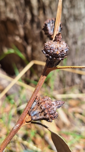 Eucalyptus globulus — photo 1