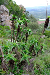 Aloiampelos striatula