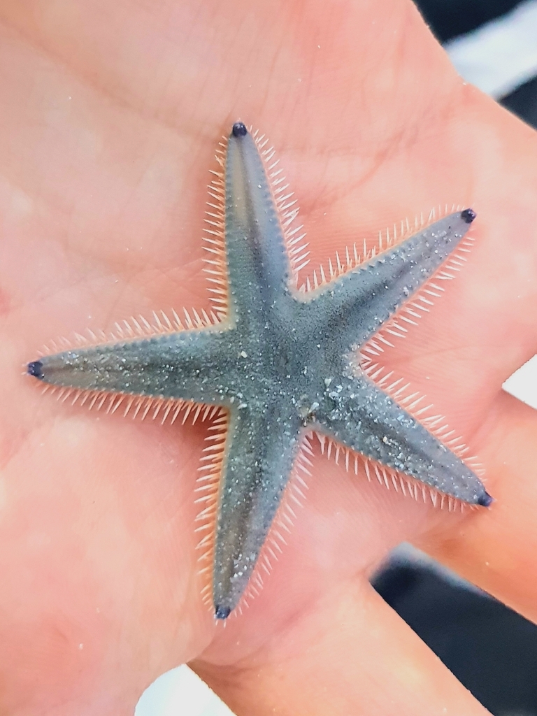 Astropecten from Kedawang, Kedah, Malaysia on January 25, 2024 at 07:33 ...