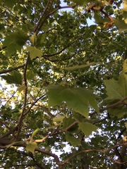 Magnoliopsida