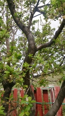 Prunus