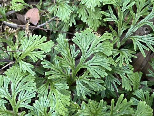 Selaginella doederleinii (Selaginella doederleinii)