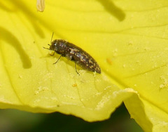 Acmaeodera neglecta