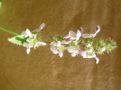 Stachys rigida