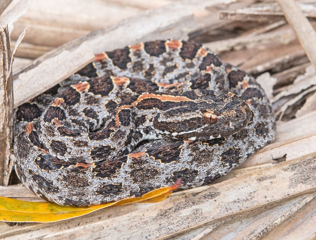 Dusky Pygmy Rattlesnake From Christmas, FL 32709, USA On January 24 ...