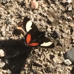 Psychomorpha epimenis