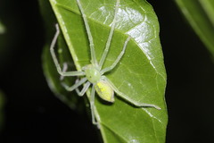 Gnathopalystes taiwanensis