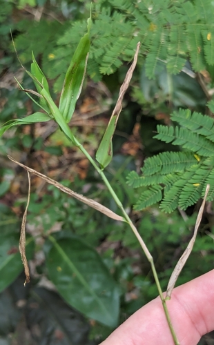 Image of Lasiacis divaricata by (c) Tom and T Herman, some rights reserved (CC BY)
