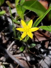 Hypoxis rigida
