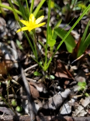 Hypoxis rigida