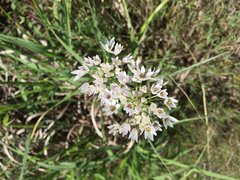 Allium canadense