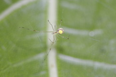 Meotipa spiniventris