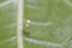 Meotipa spiniventris