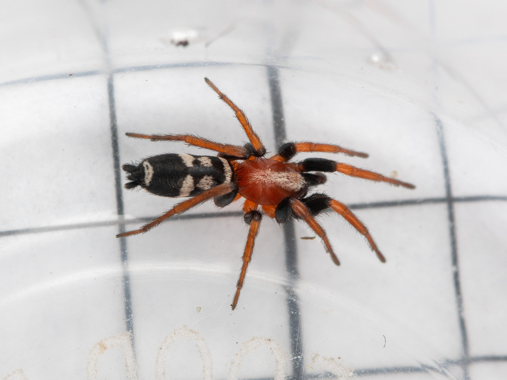 Poecilochroa variana