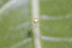 Meotipa spiniventris