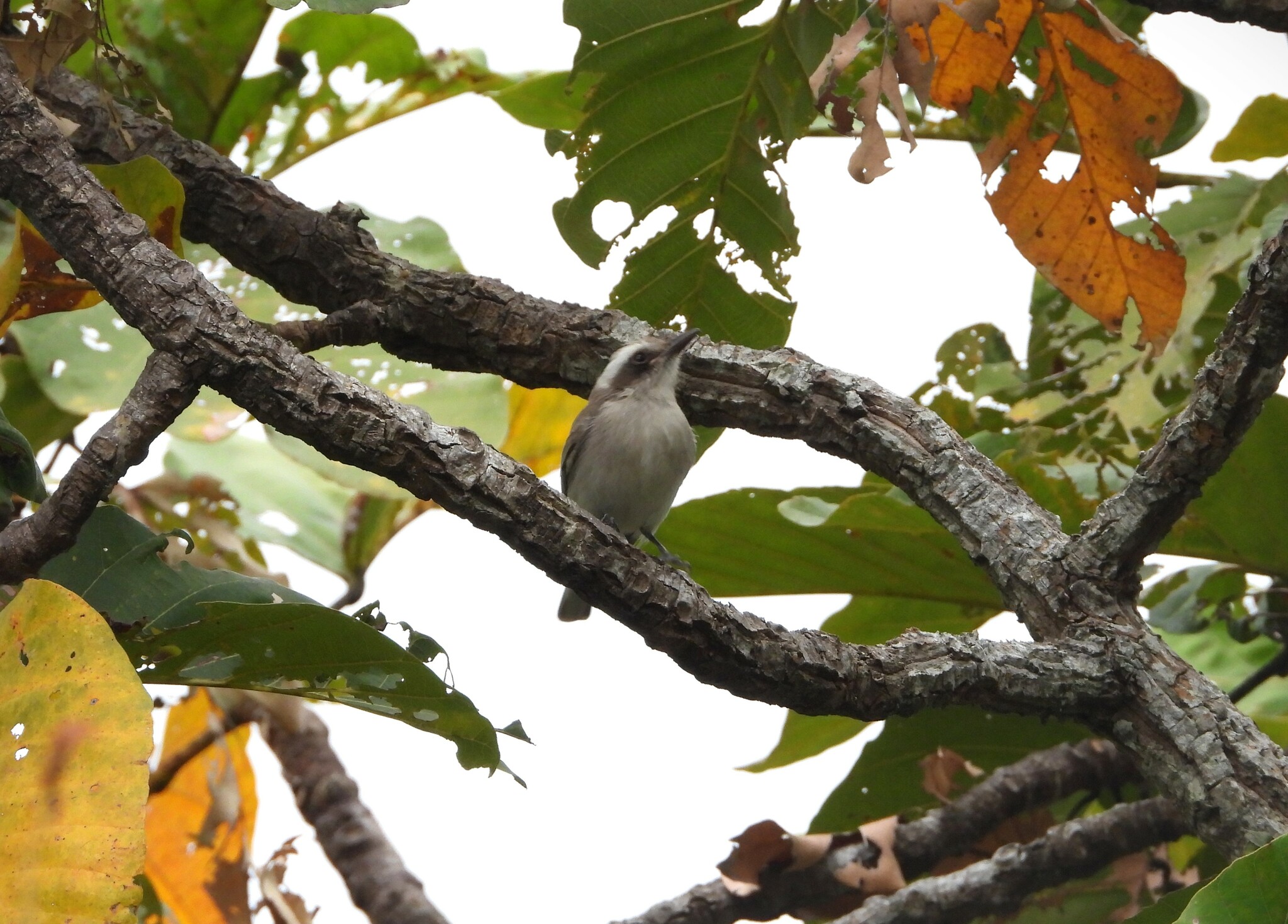 Common Woodshrike (Tephrodornis pondicerianus)