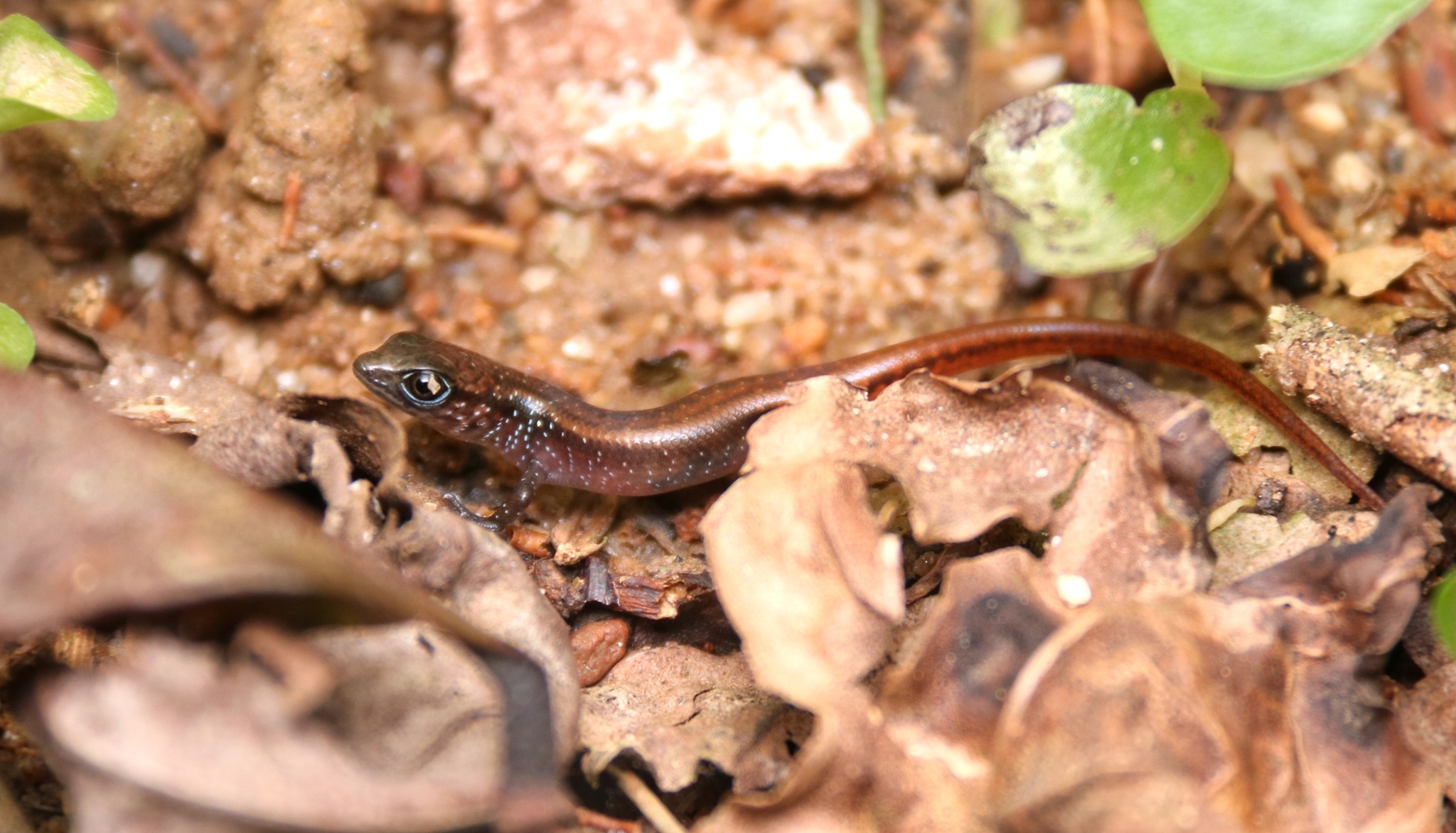 Catenated Lanka Skink photo 4