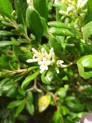 Escallonia revoluta