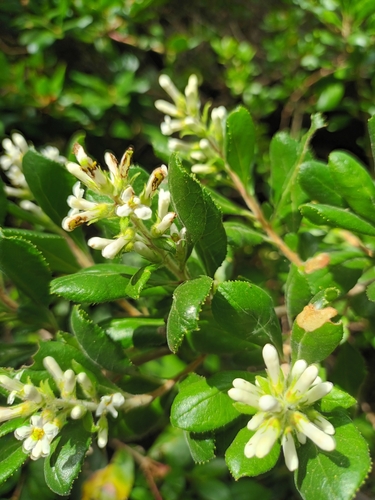 Escallonia revoluta, photograph 1