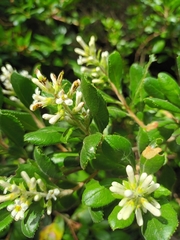 Escallonia revoluta, photograph Bruno Avilez, CC BY, iNaturalist via GBIF