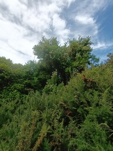 Escallonia revoluta, photograph 2