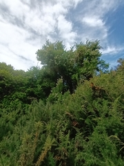 Escallonia revoluta, photograph Bruno Avilez, CC BY, iNaturalist via GBIF