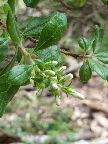 Escallonia revoluta, photograph 4