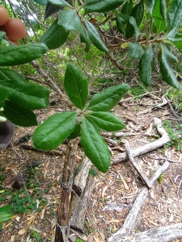 Escallonia revoluta, photograph 5