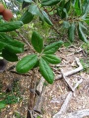 Escallonia revoluta, photograph Bruno Avilez, CC BY, iNaturalist via GBIF