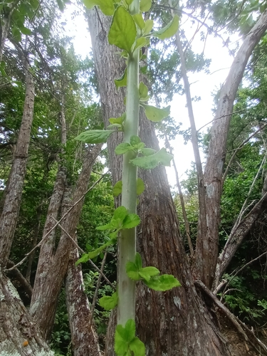 Escallonia revoluta, photograph 6