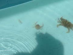 Persephona aquilonaris