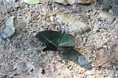 Papilio hermosanus