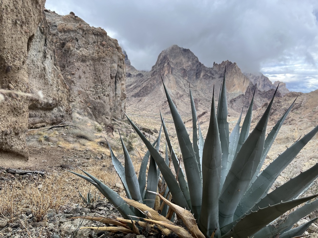 Agave simplex
