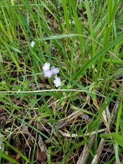 Phacelia bipinnatifida