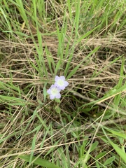 Phacelia dubia interior
