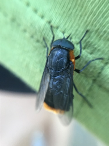 Osca lata photo 3