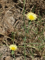 Launaea procumbens