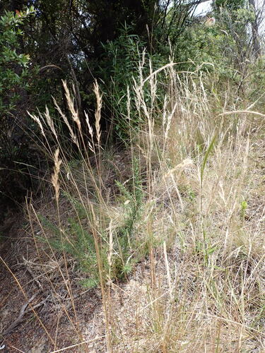 Rytidosperma biannulare observed 2023-12-19