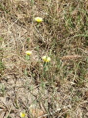 Launaea procumbens
