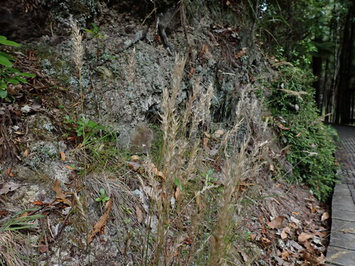 Rytidosperma biannulare observed 2023-12-25
